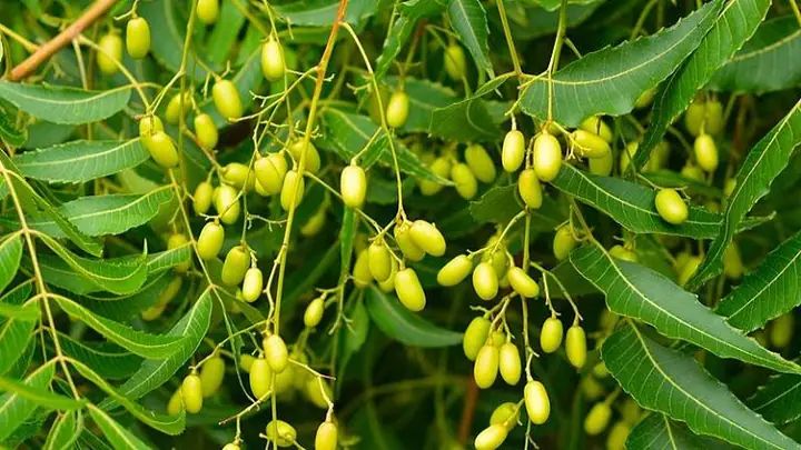 Lá Neem Có Tác Dụng Gì