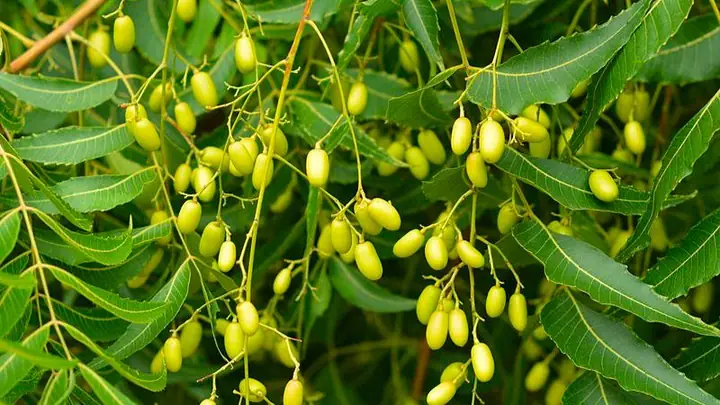 Lá Neem Có Tác Dụng Gì