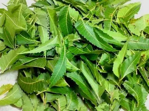 Lá Neem Có Tác Dụng Gì