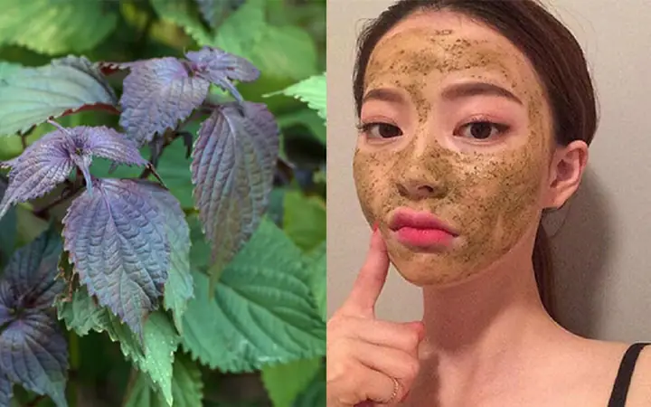 Lá Tía Tô Đắp Mặt Nạ