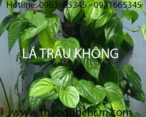 Lá Trầu Không Làm Đẹp Da