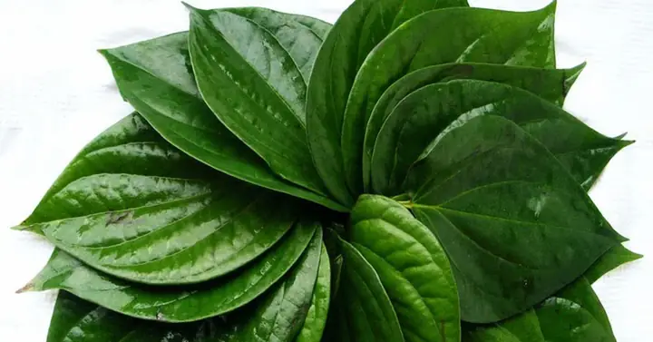 Lá Trầu Không Làm Đẹp Da