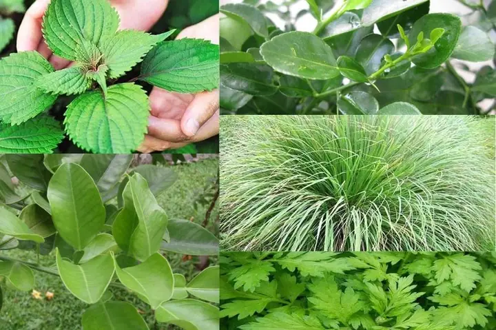 Lá Xông Cho Bà Bầu Sau Sinh Lá Xông Cho Bà Bầu Sau Sinh