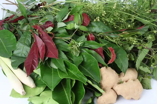 Lá Xông Giải Cảm Cho Bà Bầu