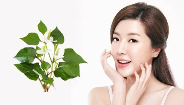 Làm Đẹp Bằng Rau Diếp Cá