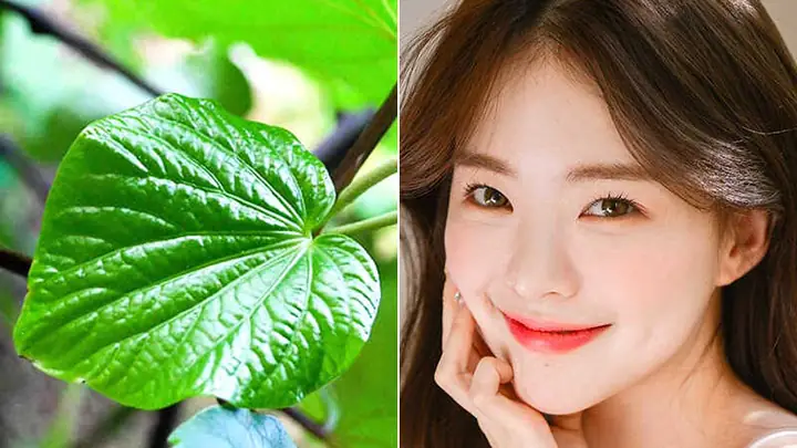Làm Đẹp Da Bằng Lá Lốt