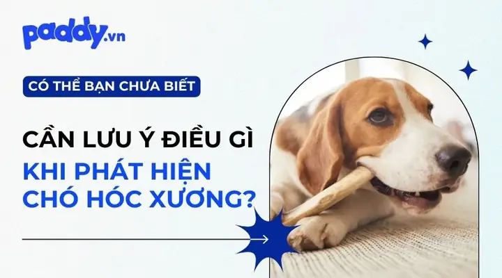 Làm Gì Khi Bị Hóc Xương