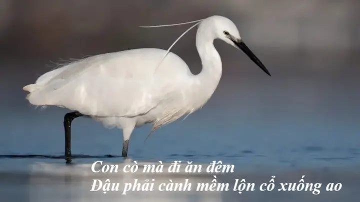 Lời Bài Hát Con Cò Mày Đi Ăn Đêm