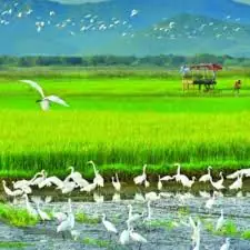 Lời Bài Hát Ru Con Cò Bay Lả Bay La