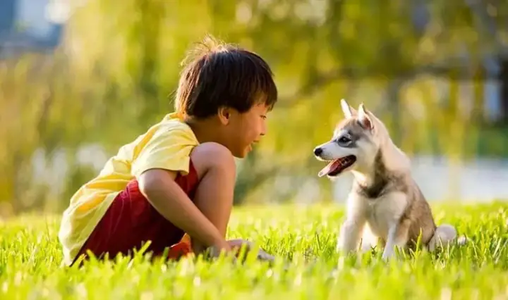 Lợi Ích Của Vật Nuôi Trong Nhà