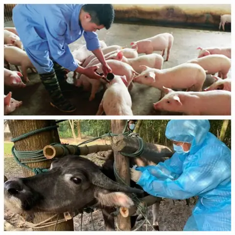 Lợi Ích Của Vật Nuôi Trong Nhà