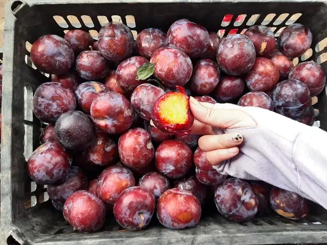 Mận Hậu Bà Bầu Ăn Được Không Mận Hậu Bà Bầu Ăn Được Không