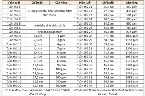 Mang Thai 20 Tuần Là Mấy Tháng