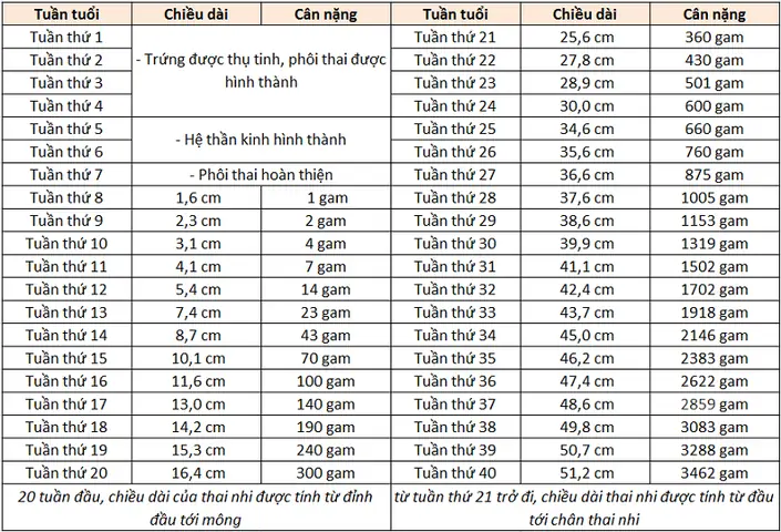 Mang Thai 20 Tuần Là Mấy Tháng