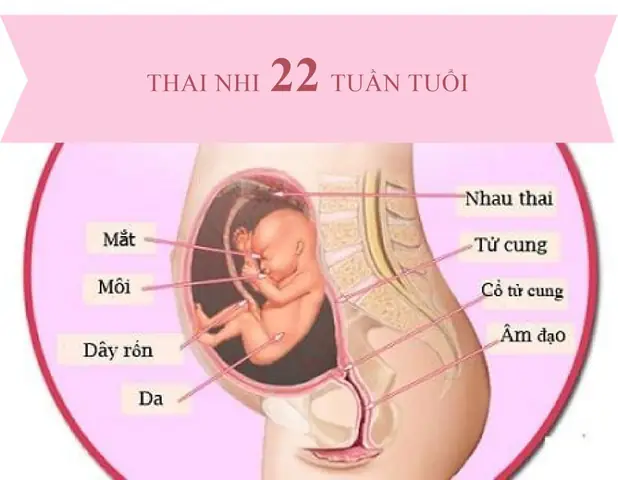 Mang Thai 22 Tuần Nên Ăn Gì Mang Thai 22 Tuần Nên Ăn Gì