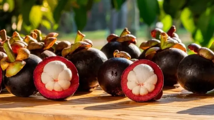 Mang Thai Ăn Măng Cụt Được Không