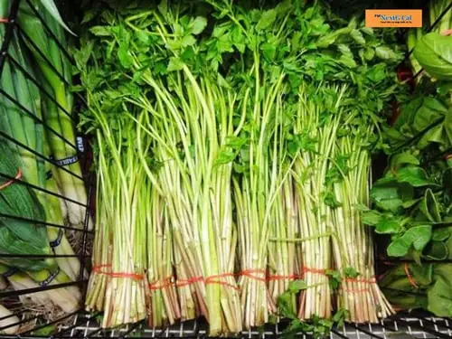 Mang Thai Ăn Rau Cần Được Không