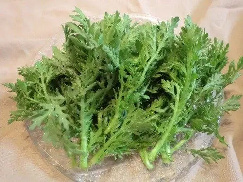 Mang Thai Ăn Rau Tần Ô Được Không