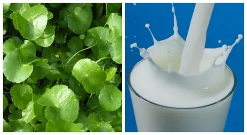 Mặt Nạ Rau Má Sữa Tươi