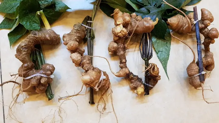 Mật Ong Lâu Năm Có Tác Dụng Gì