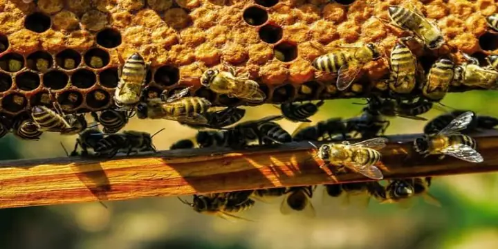 Mật Ong Rừng Hay Mật Ong Nuôi Tốt Hơn