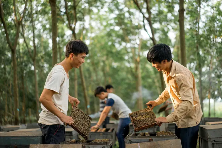 Mật Ong Rừng Hay Mật Ong Nuôi Tốt Hơn
