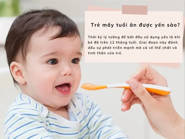 Mấy Tuổi Ăn Được Yến Sào