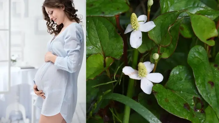 Mẹ Bầu Có Ăn Được Rau Diếp Cá Không