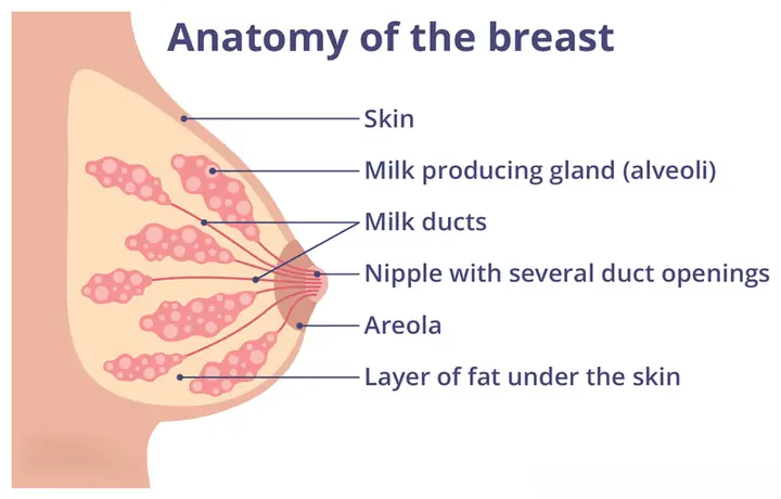 Mẹ Có The Uống Sữa Của Mình Không