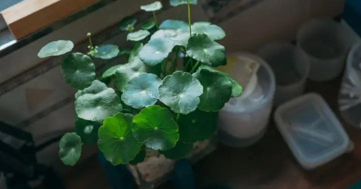 Mẹ Sau Sinh Uống Được Nước Ép Gì