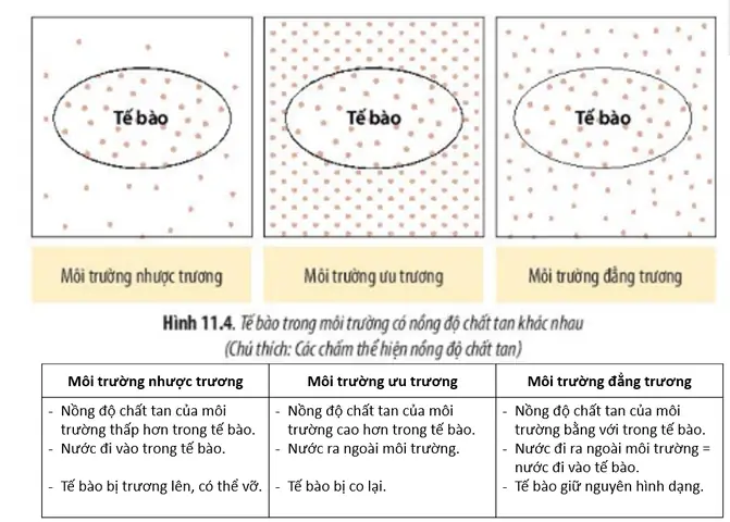Môi Trường Quá Ưu Trương Là Gì