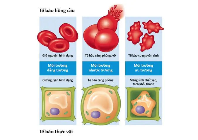 Môi Trường Quá Ưu Trương Là Gì
