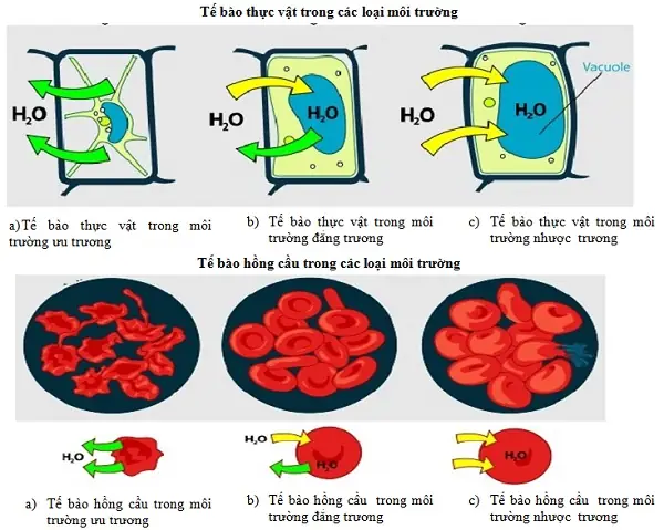 Môi Trường Ưu Trương Nhược Trương Đẳng Trương