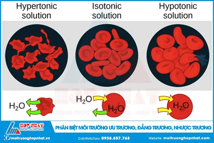 Môi Trường Ưu Trương Nhược Trương Đẳng Trương