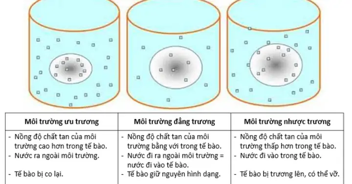 Môi Trường Ưu Trương Nhược Trương Đẳng Trương