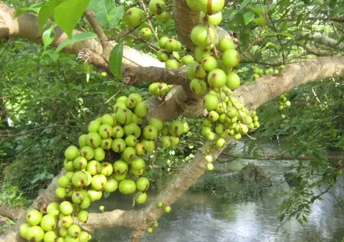 Món Ăn Cho Phụ Nữ Sau Sinh