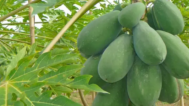 Nấu Cháo Đu Đủ Xanh Cho Bé Nấu Cháo Đu Đủ Xanh Cho Bé