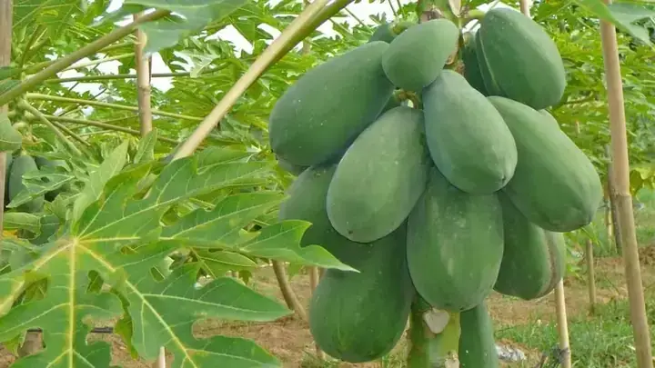 Nấu Cháo Đu Đủ Xanh Cho Bé