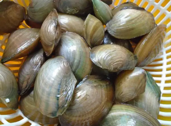 Nấu Cháo Trai Ngon Cho Bé Nấu Cháo Trai Ngon Cho Bé