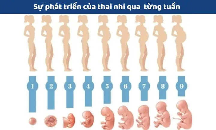 Nhạc Không Lời Cho Thai Nhi 3 Tháng