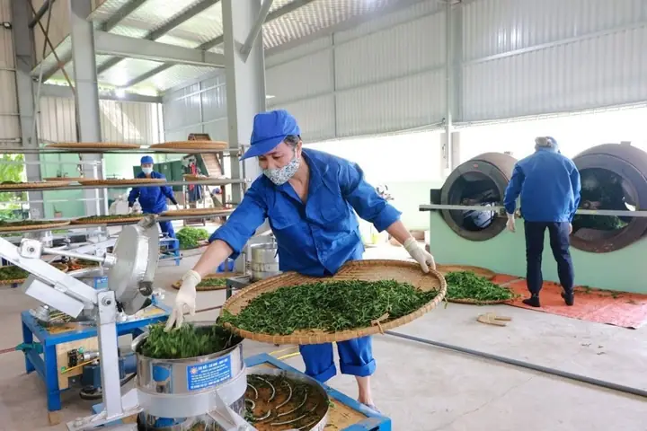 Nhãn Hiệu Trà Xanh Không Độ Nhãn Hiệu Trà Xanh Không Độ