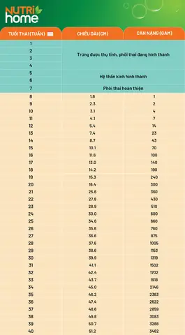 Nhịp Tim Của Thai Nhi Tuần Thứ 11