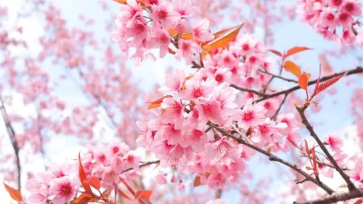 Những Loài Hoa Có Tên Đẹp Nhất