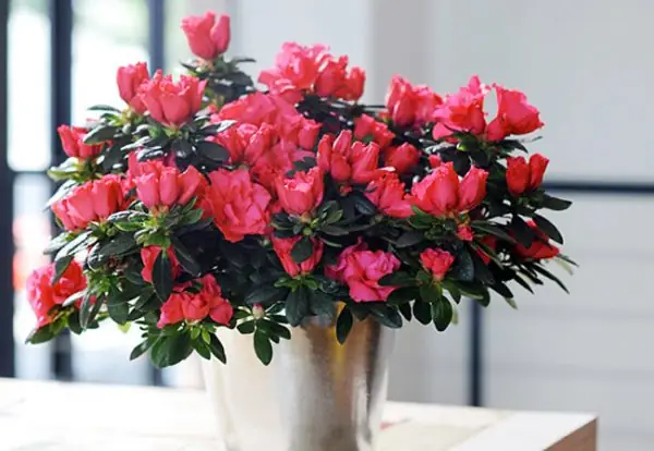 Những Loài Hoa Có Tên Đẹp Nhất