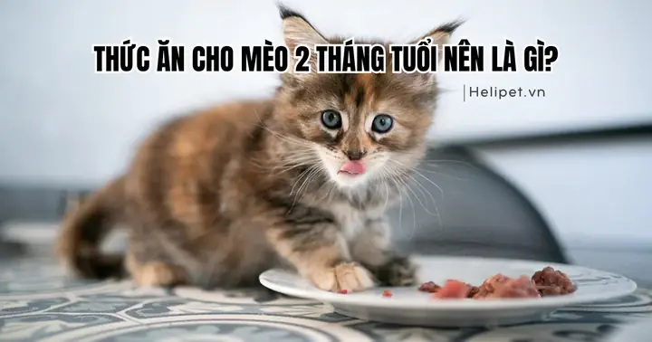 Nhung Mon An Cho Be 2 Tuoi