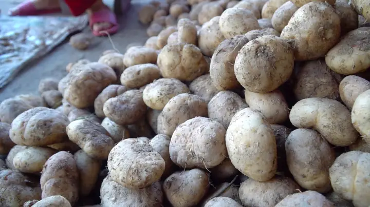 Nui Có Nhiều Tinh Bột Không