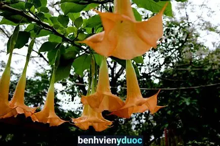 Phòng Khám Bs Da Liễu Hoàng Đình Mạnh