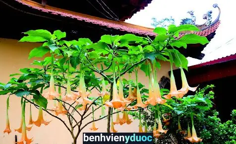 Phòng Khám Bs Da Liễu Hoàng Đình Mạnh