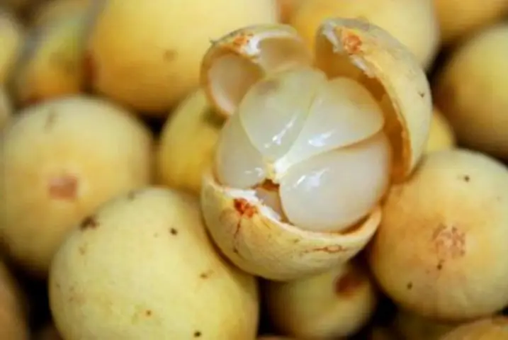 Quả Bòn Bon Tốt Cho Bà Bầu Quả Bòn Bon Tốt Cho Bà Bầu
