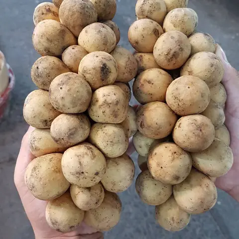 Quả Bòn Bon Tốt Cho Bà Bầu Quả Bòn Bon Tốt Cho Bà Bầu